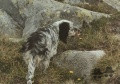 Setter Anglais ALA DI CROCEDOMINI Setter Anglais ALA DI CROCEDOMINI
